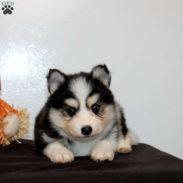 Hamitch, Pomsky Puppy